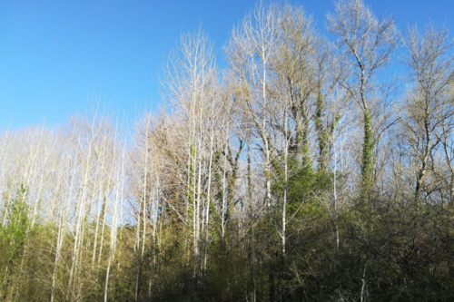 Reforesting